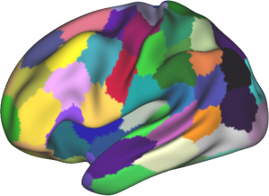 dHCP brain